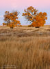 Autumn Cottonwoods