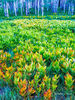 Corn Lily Summer Meadow