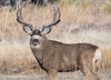 Mule Deer Buck