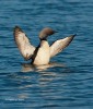 Pacific Loon