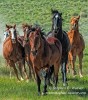 Running Horses