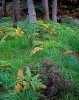 Heather, Ferns and Pines