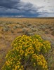 Rabbit Brush