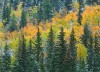 Colorado Spruce and Aspen Splendor