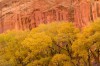 Canyon Cottonwoods