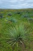 Prairie Yucca