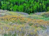 Colorado Spring Forest Tapestry