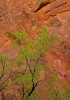 Red Rock Canyon Spring #2