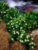 Marsh Marigolds and Parry Primrose