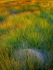 Sedge Meadow Sunrise