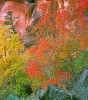 Zion Autumn Splendor #2