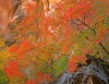 Zion Autumn Splendor #1