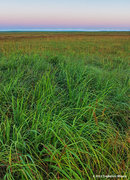 Dawn Over the Tall Grass Prairie