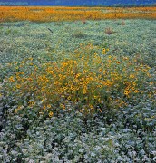 Red Slough Meadow