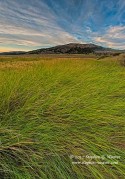 Missouri River Bottomlands Grass