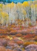 Rocky Mountain Autumn Tapestry