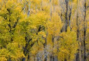 Cottonwood Tapestry