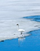 Trumpeter Swan