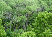 River Canyon Forest