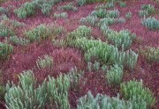 Sand Sage and Spring Grass