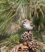 Lark Sparrow