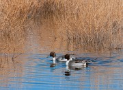 Northern Pintails