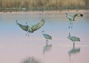 Evening Landing