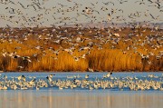 Bosque del Apache National Wildlife Refuge
