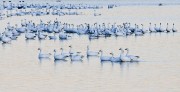 Snow Geese Gathering