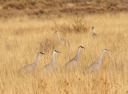 Cranes in the Grass