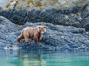 Brown Bear