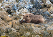 Resting Brown Bear