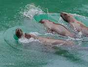 Young Sea Lions