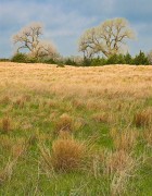 Kansas Prairie Spring