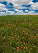 Kansas Prairie Bloom