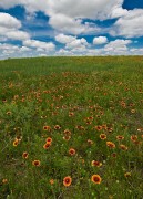 Kansas Prairie Bloom