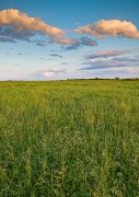 Tall Grass Prairie Afternoon