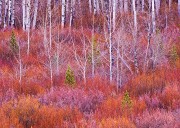 Willows and Aspens