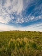 Grass and Sky