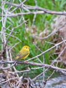 Yellow Warbler
