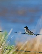 King Bird on a Wire