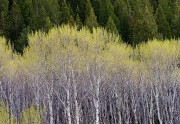 Spring Aspens