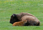 Bison Mother and Calf