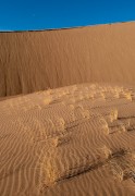 Winter Dune Grass