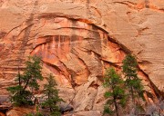 Trees and Canyon Wall
