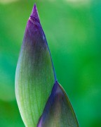 Iris Buds