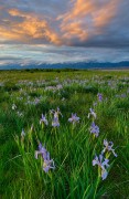 Iris Meadow Sunset