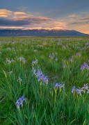  Iris Meadow and Blanca Massif