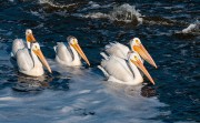 Five White Pelicans