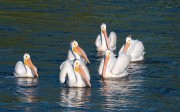 White Pelicans